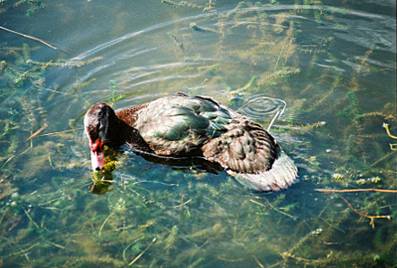 [Straight down view of duck with teal feathers turning in water.]